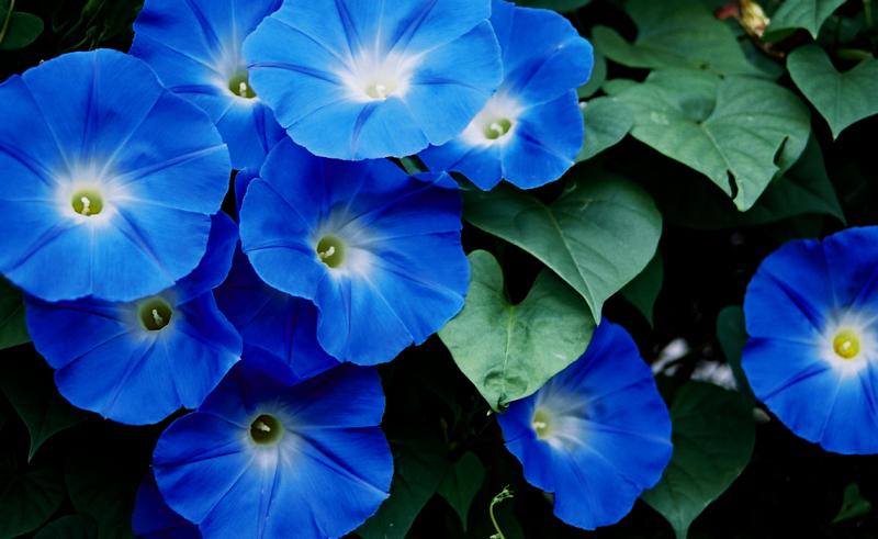 Beautiful Blue Flowers in the world